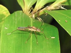 Marcius longirostris