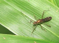 Marcius longirostris
