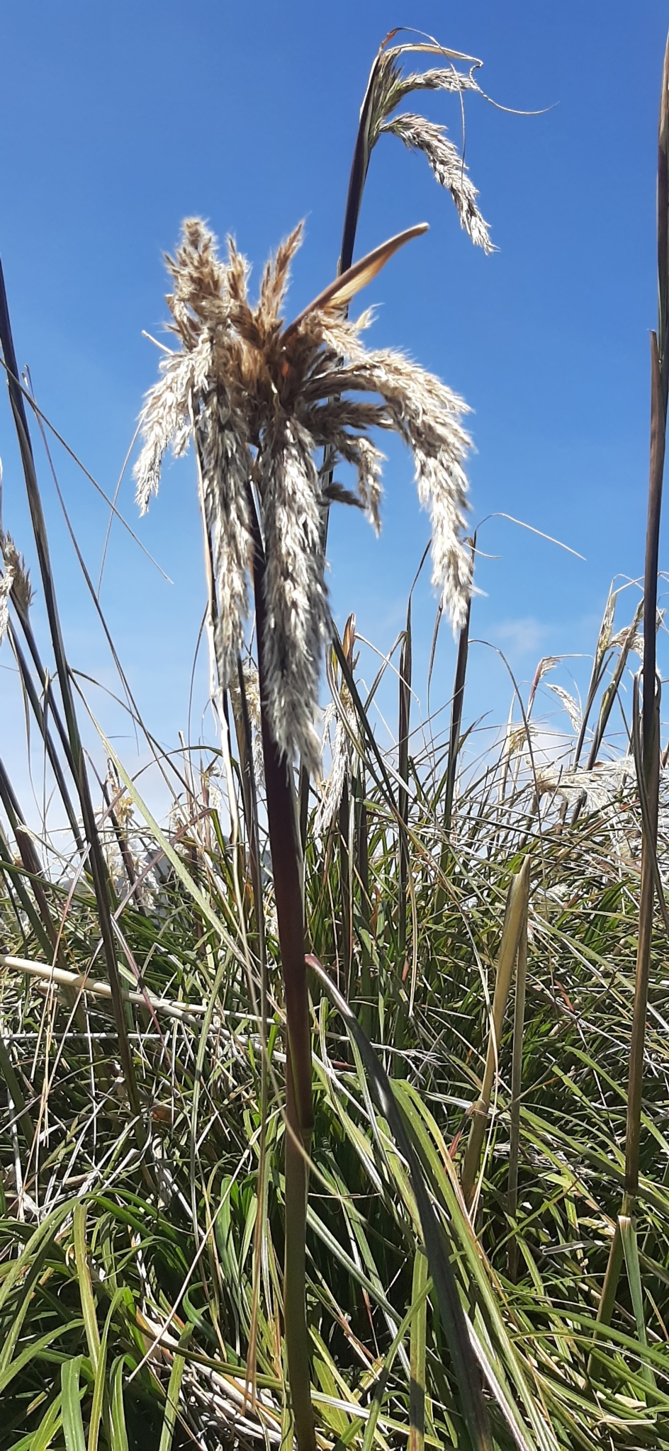 Cortaderia image