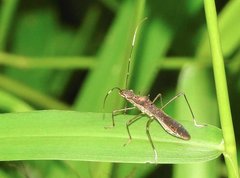 Marcius longirostris
