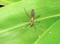 Marcius longirostris