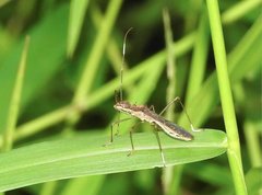 Marcius longirostris