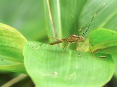 Marcius longirostris
