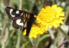 Alypia mariposa