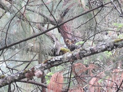 Campylorhynchus gularis