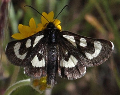 Alypia mariposa
