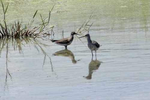 Spotted Sandpiper