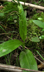 Platanthera flava herbiola