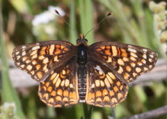 Chlosyne gabbii