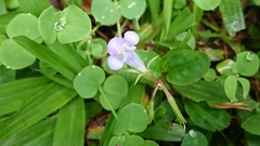 Bonnaya ruelloides