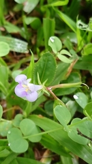 Bonnaya ruelloides