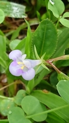 Bonnaya ruelloides