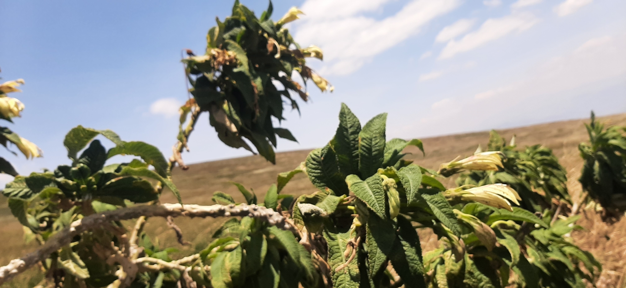 Siphocampylus giganteus image