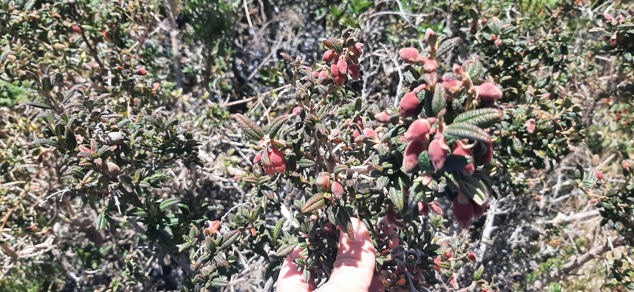 Brachyotum ledifolium image