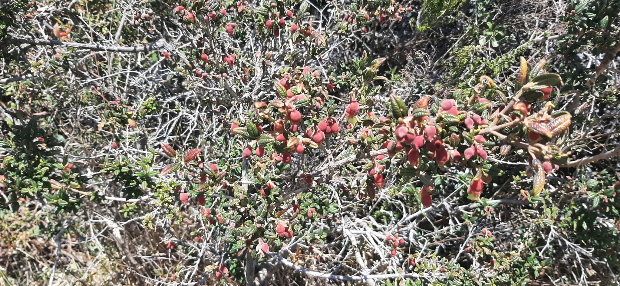 Brachyotum ledifolium image