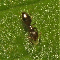 Brachymyrmex obscurior