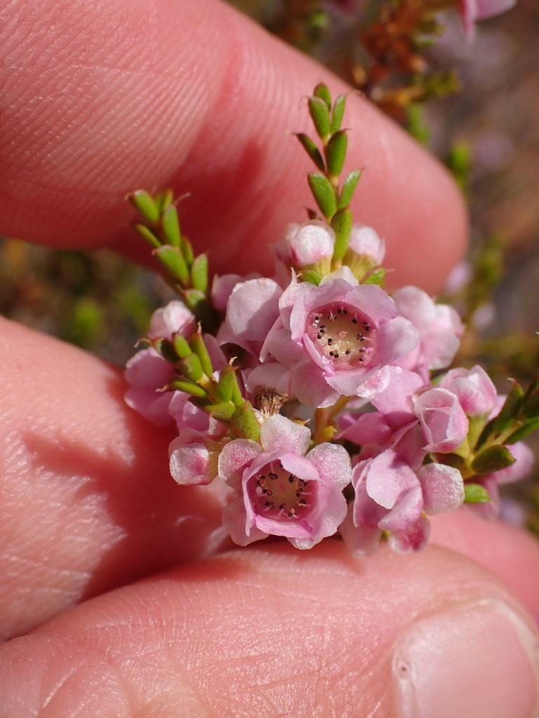 Thryptomene costata