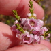 Thryptomene costata - Photo (c) Nina Kerr, some rights reserved (CC BY), uploaded by Nina Kerr