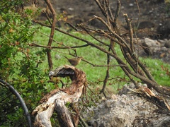 Troglodytes aedon brunneicollis