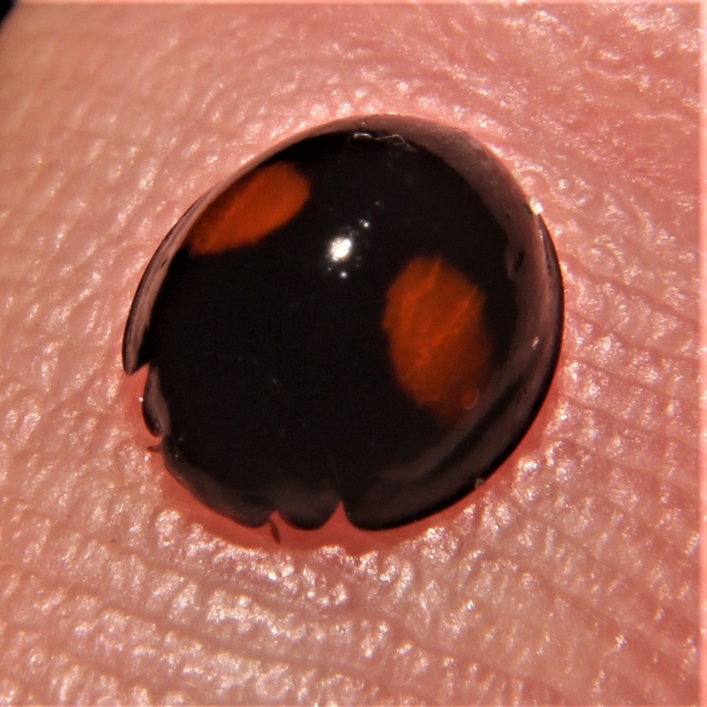 Cactus Lady Beetle (Sara's Pollinator Guide) · iNaturalist