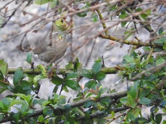 Troglodytes aedon brunneicollis