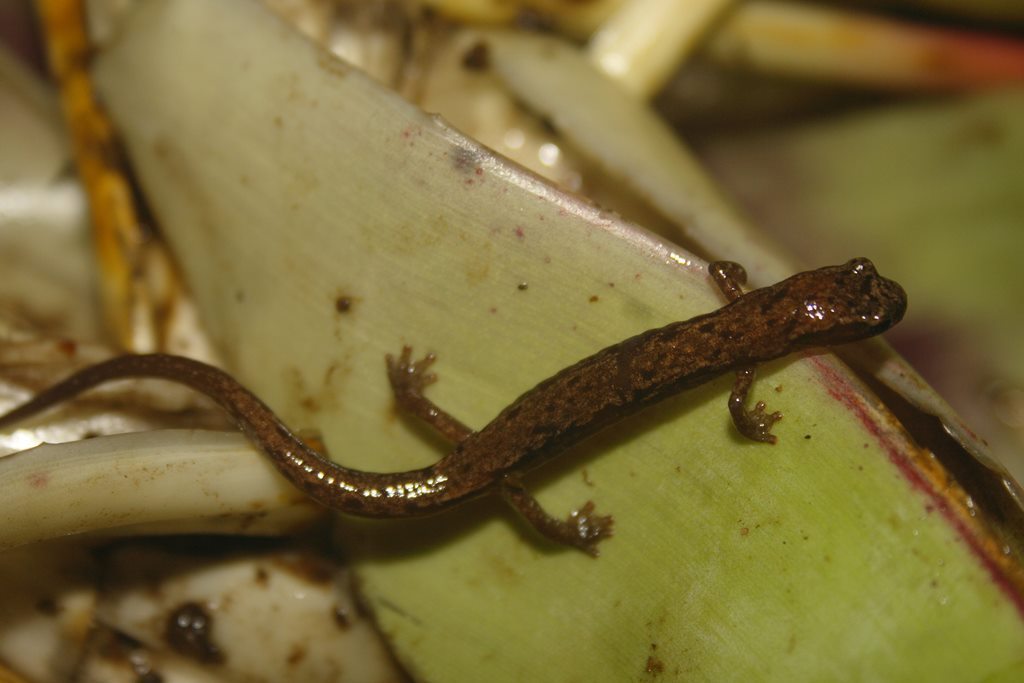 Gristle-Headed Salamander
