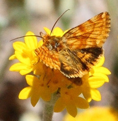 Xanthothrix neumoegeni