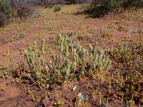 Image of Maireana carnosa by (c) Nina Kerr, some rights reserved (CC BY)