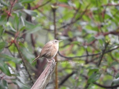 Troglodytes aedon brunneicollis