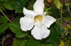 Thunbergia grandiflora alba - Photo (c) Pat Enright, some rights reserved (CC BY-NC), uploaded by Pat Enright