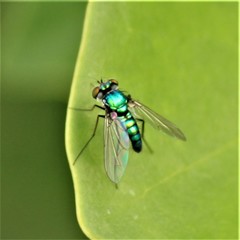 Condylostylus armipes