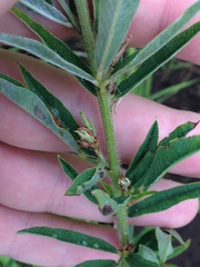 Lespedeza leptostachya