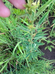 Lespedeza leptostachya