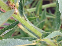 Lespedeza leptostachya