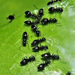 Technomyrmex difficilis