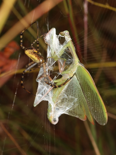 European Mantis photo 5