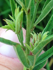 Lespedeza leptostachya