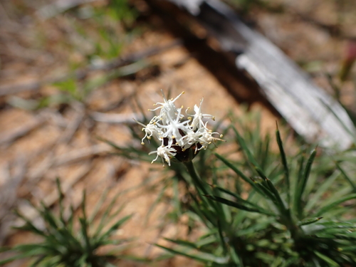 Borya constricta (Borya constricta)
