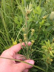 Lespedeza leptostachya