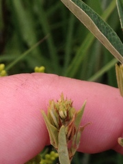 Lespedeza leptostachya
