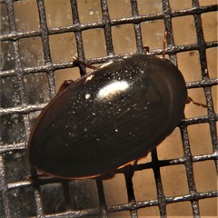 Tropisternus collaris viridis