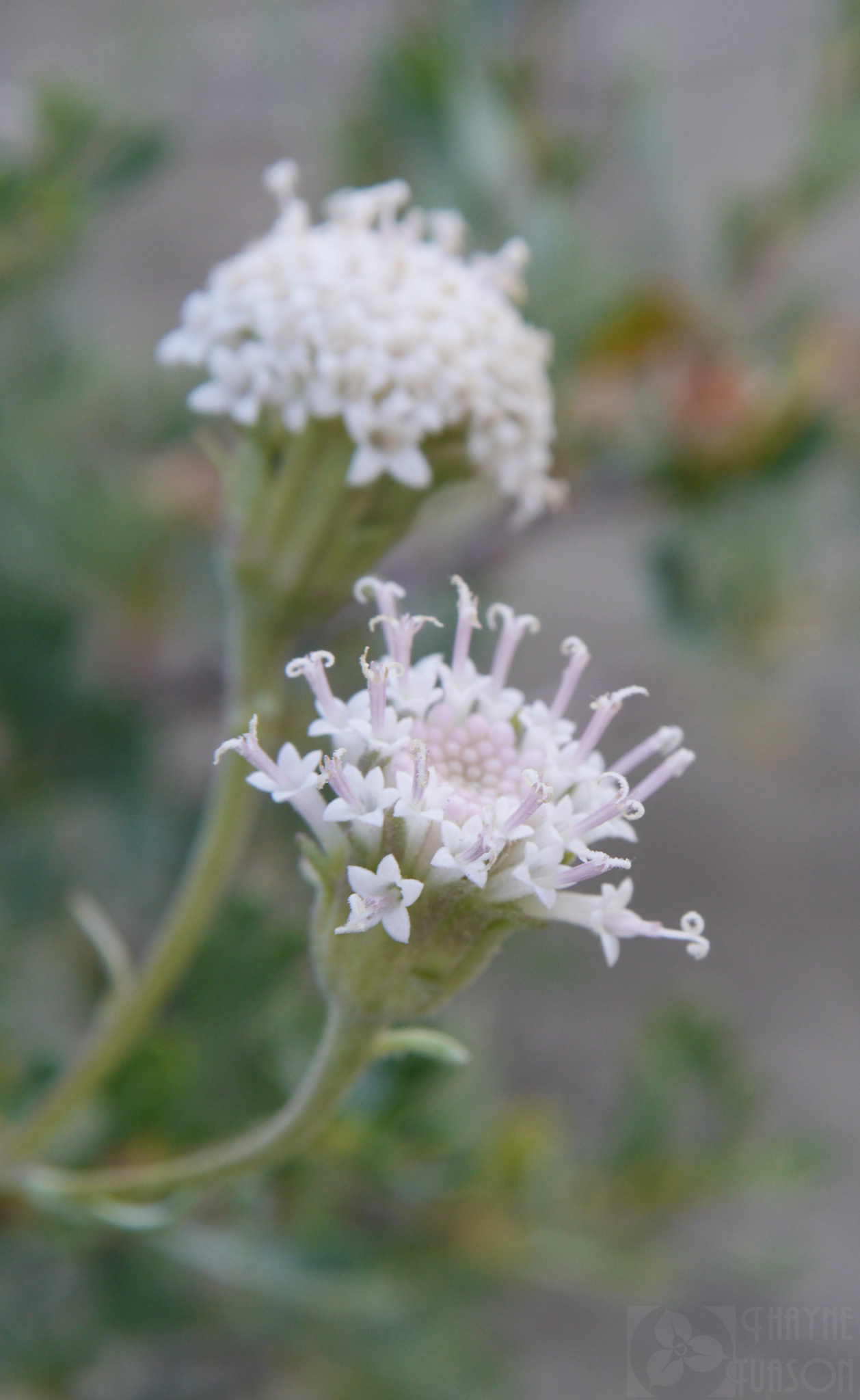 Chaenactis douglasii var. douglasii