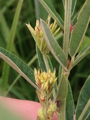 Lespedeza leptostachya