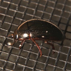 Tropisternus collaris viridis