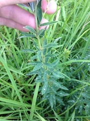 Lespedeza leptostachya