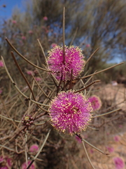 (c) Nina Kerr, some rights reserved (CC BY) Melaleuca nematophylla, photograph (c) Nina Kerr, some rights reserved (CC BY)
