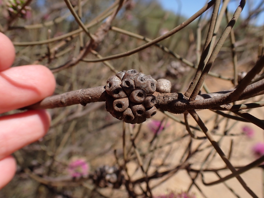 Melaleuca nematophylla; photograph (c) Nina Kerr, some rights reserved (CC BY)