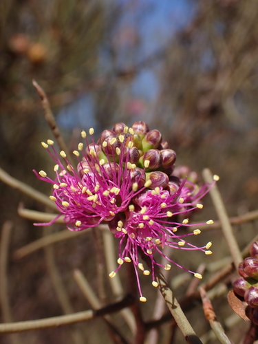 Melaleuca nematophylla, photograph 6