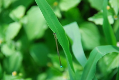 Ischnura asiatica