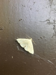 Zanclognatha pedipilalis